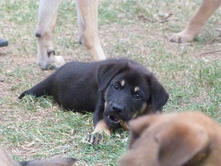 chinook dog